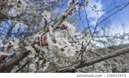 Pink apricot flowers on a branch in spring with blurred background and blue sky Pink apricot flowers on a branch in spring with blurred background and blue sky 138933474