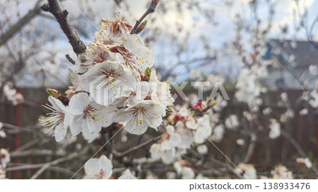 Pink apricot flowers on a branch in spring with blurred background and blue sky Pink apricot flowers on a branch in spring with blurred background and blue sky 138933476