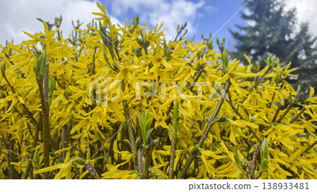Bushes with yellow flowers against a blue sky with a blurred background. Parks Bushes with yellow flowers against a blue sky with a blurred background. Parks 138933481