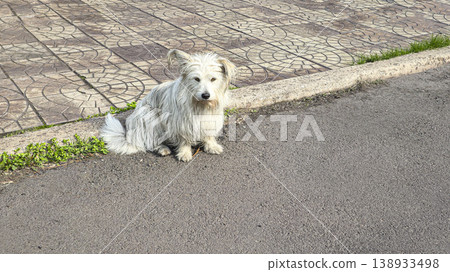 A dog a pet sits outside and waits for its owner. Pet care. Walking with animals A dog a pet sits outside and waits for its owner. Pet care. Walking with animals 138933498