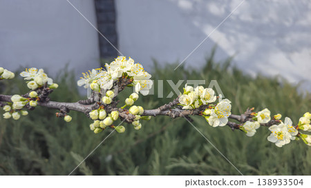 White cherry blossoms on a branch in spring with blurred background and blue sky White cherry blossoms on a branch in spring with blurred background and blue sky 138933504