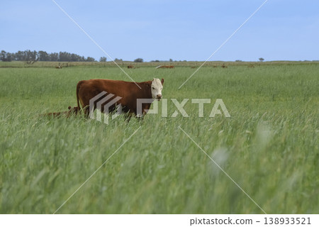 Countryside landscape with cows grazing, La Pampa, Argentina Countryside landscape with cows grazing, La Pampa, Argentina 138933521