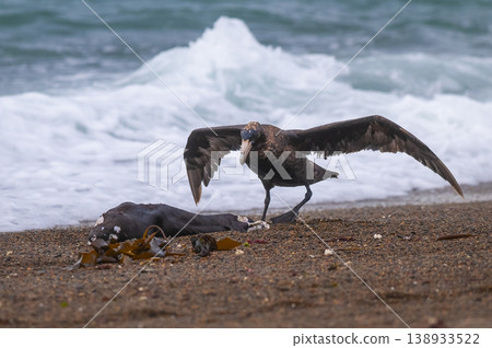 Giant Petrel , Peninsula Valdes, Unesco World heritage site, Chubut Province, Patagonia, Argentina. 138933522