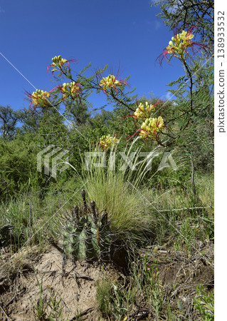 Calden forest grass landscape, La Pampa province, Patagonia, Argentina. Calden forest grass landscape, La Pampa province, Patagonia, Argentina. 138933532