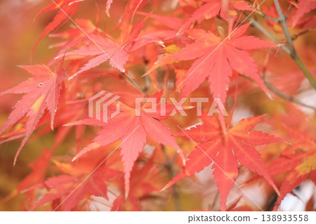 Bright red maple leaves, autumn leaves Bright red maple leaves, autumn leaves 138933558