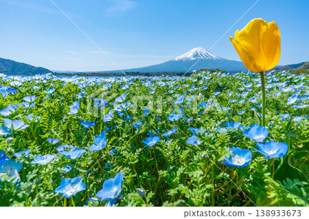 Nemophila, Mount Fuji, and tulips [Oishi Park, Lake Kawaguchi] 138933673