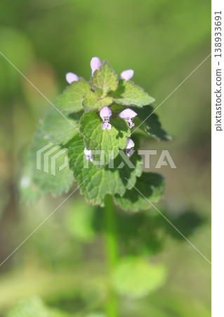 Spring wildflowers: Lamium amplexicaule (Hime-odorikosou) 138933691