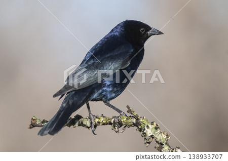 Shiny Cowbird, Molothrus bonariensis, Calden Forestenvironment, La Pampa, Argentina Shiny Cowbird, Molothrus bonariensis, Calden Forestenvironment, La Pampa, Argentina 138933707