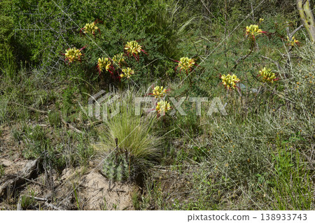 Calden forest grass landscape, La Pampa province, Patagonia, Argentina. Calden forest grass landscape, La Pampa province, Patagonia, Argentina. 138933743