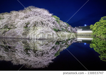 Cherry blossoms in full bloom reflected in the inner moat of Hikone Castle in Hikone City. 138933747