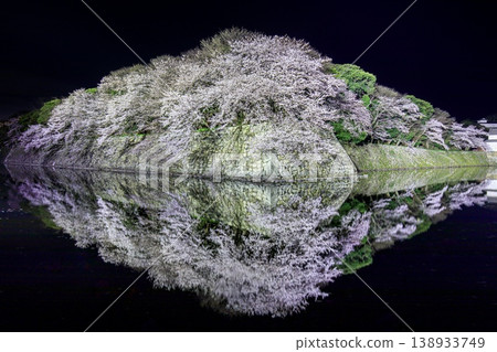 Cherry blossoms in full bloom reflected in the inner moat of Hikone Castle in Hikone City. Cherry blossoms in full bloom reflected in the inner moat of Hikone Castle in Hikone City. 138933749