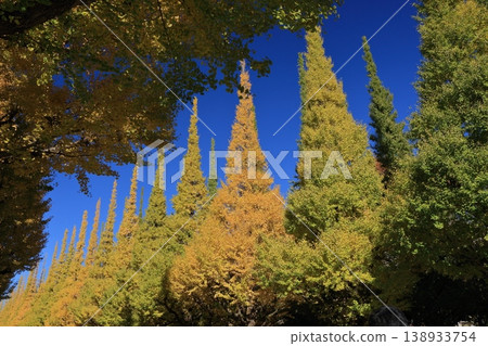 Ginkgo trees lined in yellow at Jingu Gaien 138933754