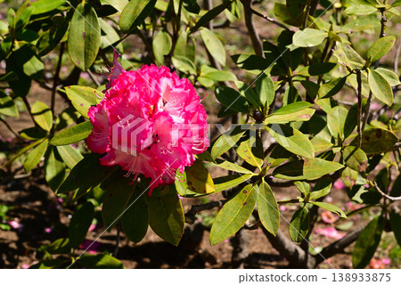 春天百花盛開的里山花園 春天百花盛開的里山花園 138933875