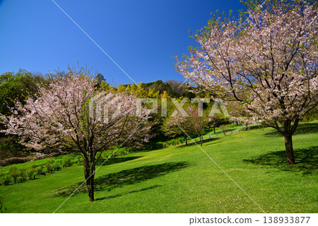 Satoyama Garden filled with spring flowers Satoyama Garden filled with spring flowers 138933877
