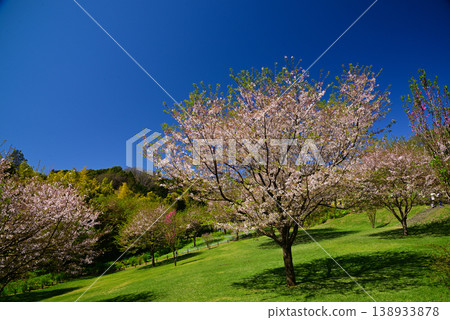 Satoyama Garden filled with spring flowers 138933878