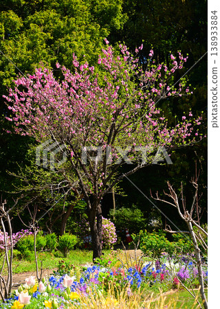 春天百花盛開的里山花園 138933884