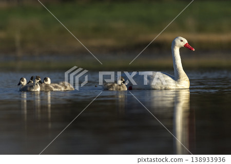 Coscoroba swans with chicks, La Pampa Coscoroba swans with chicks, La Pampa 138933936