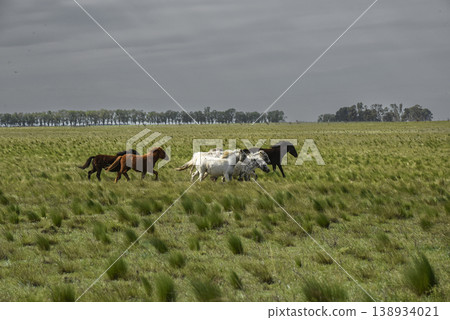 Herd of horses in the coutryside, La Pampa province, Patagonia, Argentina. Herd of horses in the coutryside, La Pampa province, Patagonia, Argentina. 138934021