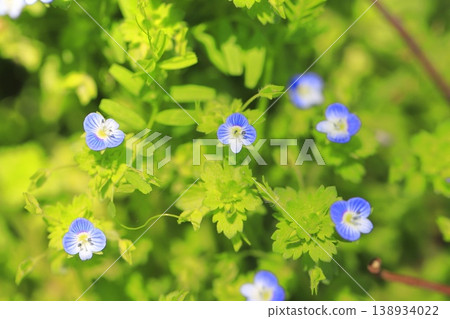 Small "Veronica persica" 138934022
