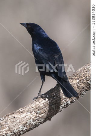 Shiny Cowbird, Molothrus bonariensis, Calden Forestenvironment, La Pampa, Argentina 138934030