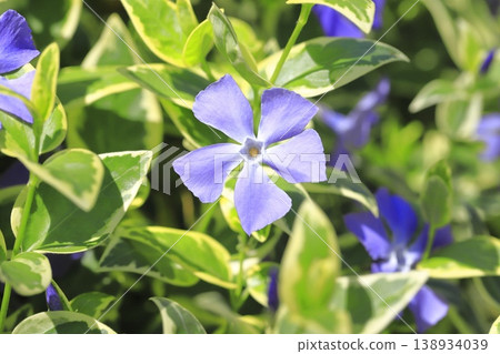 雜色藤日草 (Firitsurunichinichisou) 138934039