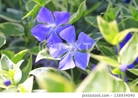 雜色藤日草 (Firitsurunichinichisou) 138934040