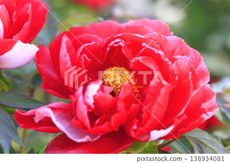 Large, bright red peonies 138934081