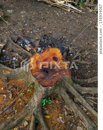 Top view of freshly cut tree stump with exposed roots and smooth orange wood texture surrounded by sawdust on dirt ground for logging and deforestation themes 138934087