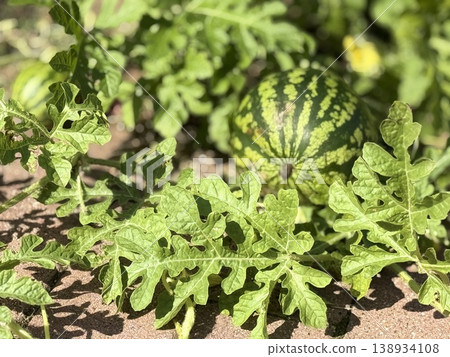 Watermelon growing in garden with green leaves, showing natural agricultural setting Watermelon growing in garden with green leaves, showing natural agricultural setting 138934108