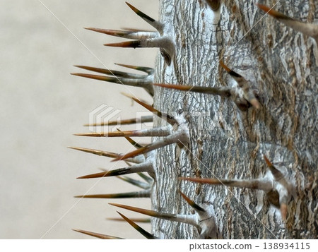 Thorny cactus spike close-up showing detailed texture and pattern, ideal for nature background Thorny cactus spike close-up showing detailed texture and pattern, ideal for nature background 138934115