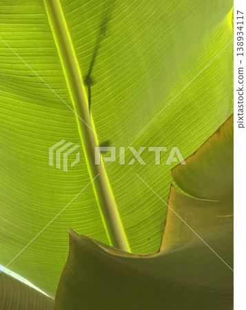 Green banana leaf texture with natural light showing veins and shadows, suitable as background Green banana leaf texture with natural light showing veins and shadows, suitable as background 138934117