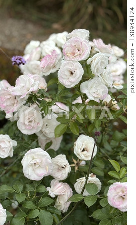 White roses blooming in garden with greenery, offering a serene nature-themed background White roses blooming in garden with greenery, offering a serene nature-themed background 138934124