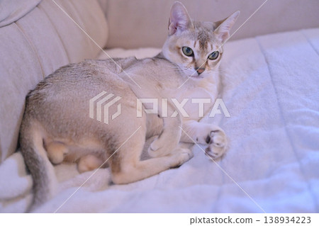 A Singapura cat relaxing on the sofa with its testicles exposed. 138934223