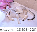 A Singapura cat with its testicles exposed after scratching its neck with its paw. 138934225