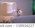 Singapura cat peeking out from the side of a lampshade (4) 138934227