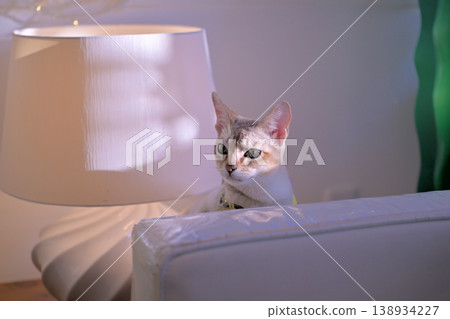 Singapura cat peeking out from the side of a lampshade (4) Singapura cat peeking out from the side of a lampshade (4) 138934227