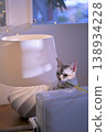 Five Singapura cats peeking out from the side of a lampshade. 138934228