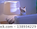 Three Singapura cats peeking out from the side of a lampshade. 138934229