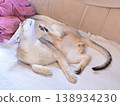 A Singapura cat with its testicles exposed is scratching its chin with its paw while sitting on the sofa. 138934230