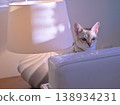 A Singapura cat peeking out from the side of a lampshade. 138934231