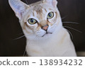 Close-up of a young male Singapura cat's face 138934232