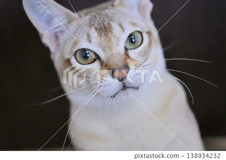 新加坡貓幼年雄性臉部特寫 138934232