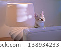 Two Singapura cats peeking out from the side of a lampshade. 138934233