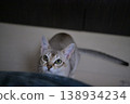 A young male Singapura cat sitting on the floor and looking up. 138934234
