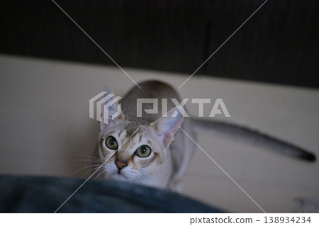 A young male Singapura cat sitting on the floor and looking up. 138934234