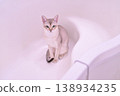 A Singapura cat sitting primly in the bathroom 138934235