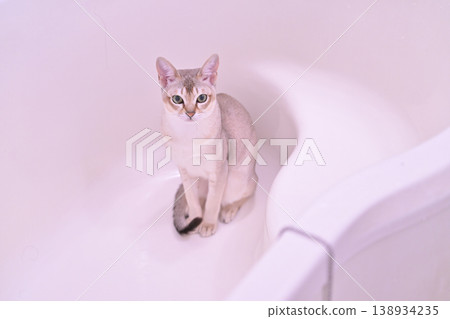 一隻新加坡貓端坐在浴室裡 138934235