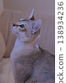 A young male Singapura cat's profile 138934236