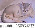 Two Singapura cats grooming their paws with their testicles completely exposed. 138934237
