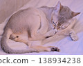 Singapura cat 1 grooming its paws with its testicles exposed. 138934238